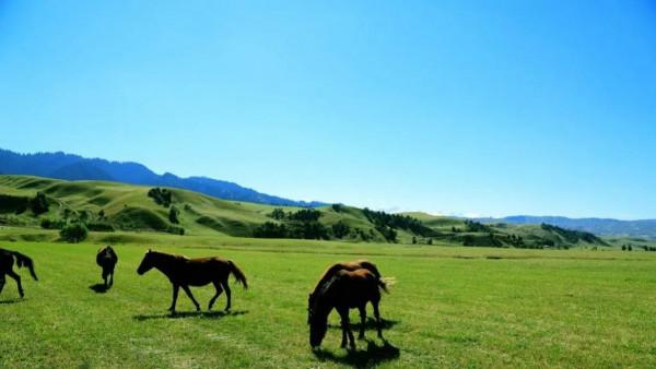 分享圖片——新疆那拉提草原