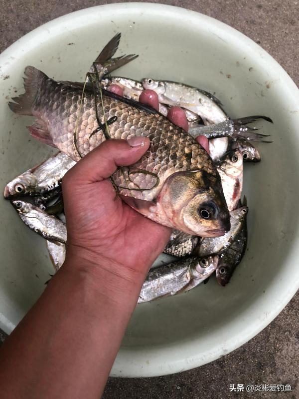 初秋猛降溫如何做釣 初秋猛降溫如何做釣