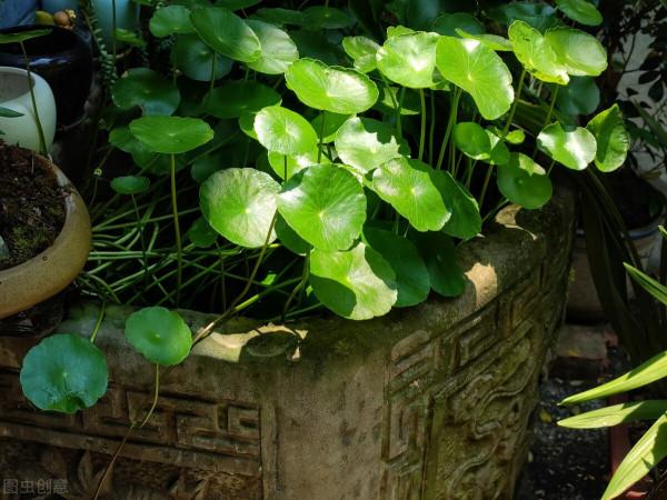 開啟銅錢草生長的“小機關”,不黃葉,一盆可以變十盆 開啟銅錢草生長的“小機關”,不黃葉,一盆可以變十盆