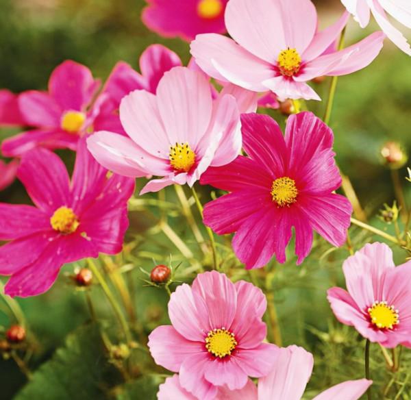 11月，4個星座，熬過窮日子，迎來好日子，成功全靠自己努力