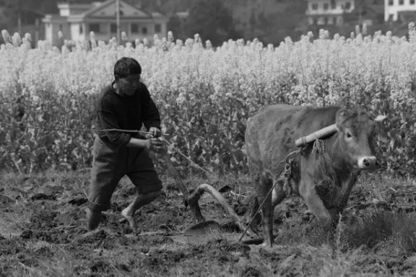 看圖識農具：17種二三十年前的鄉村農具，老農民也未必能都認出來