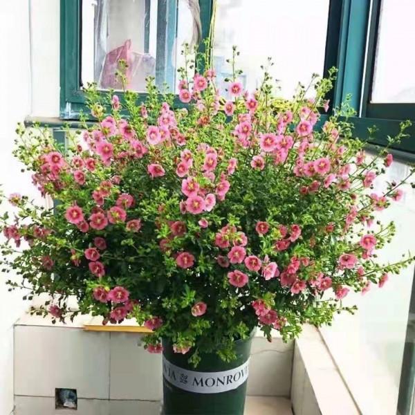 養好小木槿，做到3點，花期更長了，側枝多花量大美美噠