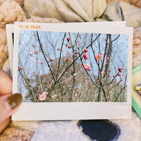 雷鋒故里 溫暖望城｜望城這裡的梅花搶先開啦！