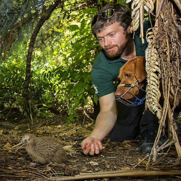 狗狗工作11年救下1700多隻瀕危奇異鳥！終於退休躺沙發啦