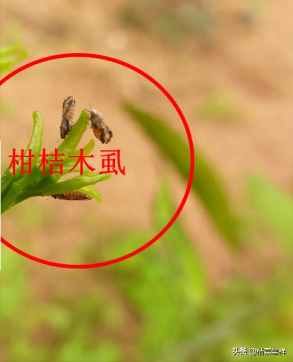 5圖表讀廣西沃柑用藥，年均用藥26.5次，年均用藥成本2080元/畝