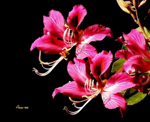 紫荊花，花大豔麗似彩蝶