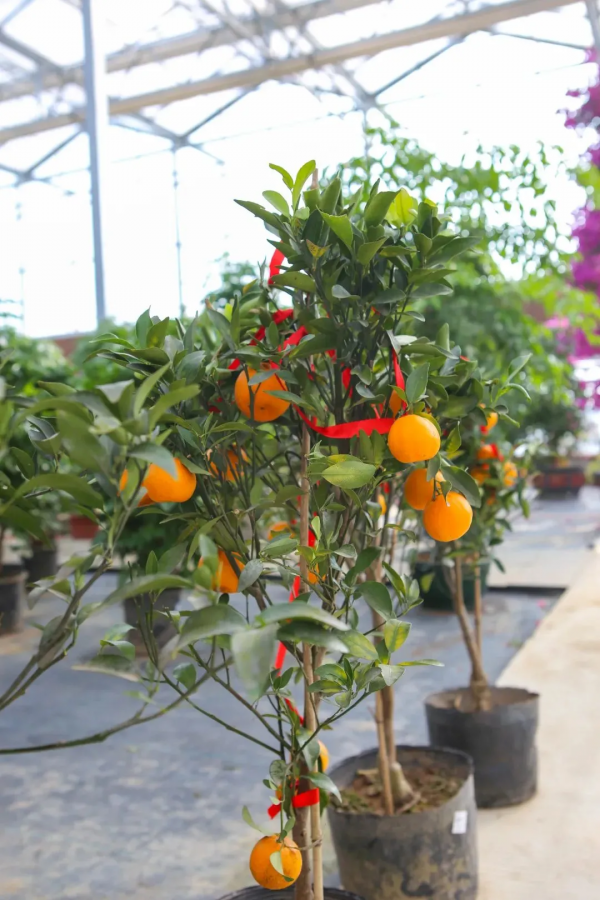 我們的節日 &vert; 給你的年味錦上添&OpenCurlyDoubleQuote;花&rdquo;！