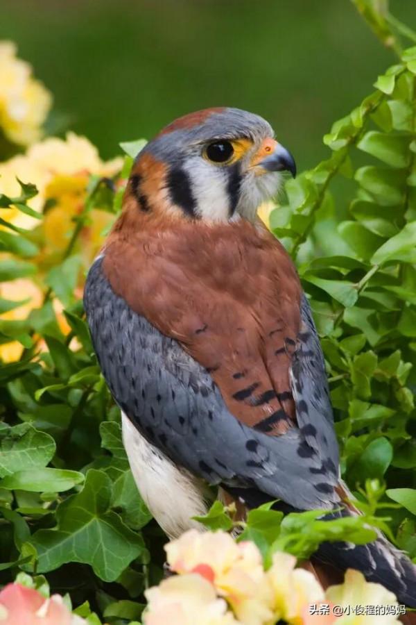體型最小的猛禽——紅隼