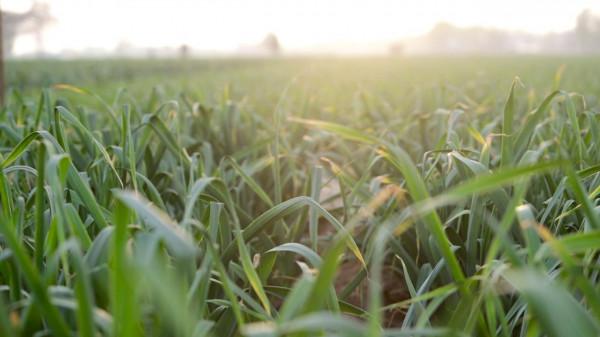 種大蒜要想產量高，施肥配方很關鍵，看看種植高手如何用肥？