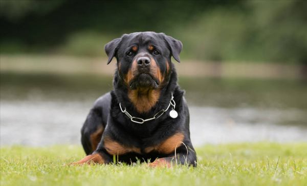 如果這些狗狗做警犬,會怎麼樣? 如果這些狗狗做警犬,會怎麼樣?