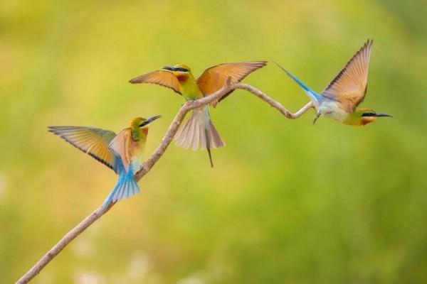 “中國最美小鳥”到底有多美？