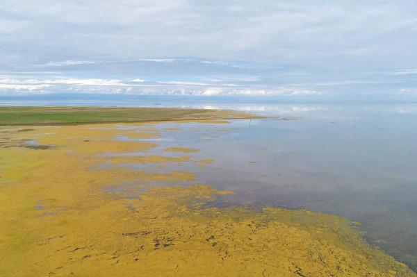 標緻4008環青海長測Day9：鳥島叫“蚊子島”，沿青海沿線達剛察！