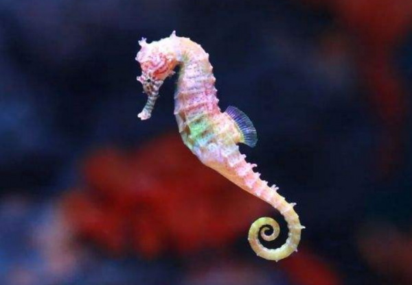 《寶可夢》來源與生態：墨海馬不只是海馬，還是龍的棄子？