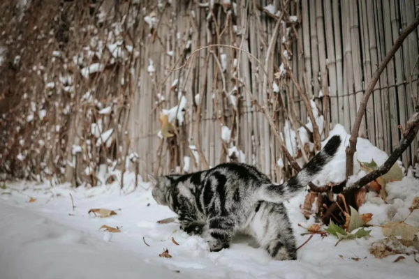 小貓咪會不會怕踩疼了雪呢? 小貓咪會不會怕踩疼了雪呢?