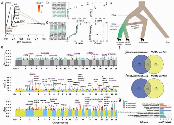 人才強校 | 李孟華教授團隊揭示家養綿羊馴化相關基因起源以及其早期野化形成了現代歐洲摩弗倫野生綿羊 人才強校 | 李孟華教授團隊揭示家養綿羊馴化相關基因起源以及其早期野化形成了現代歐洲摩弗倫野生綿羊