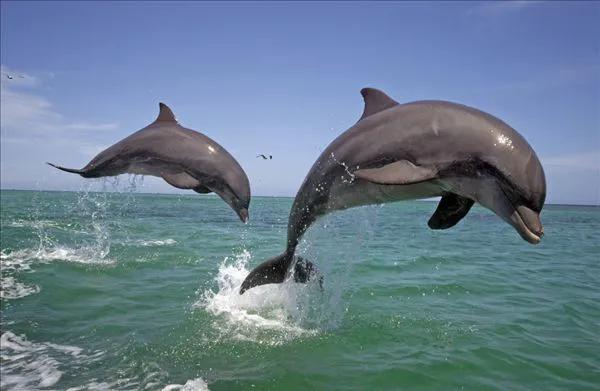 歡快的海豚，你開心嗎