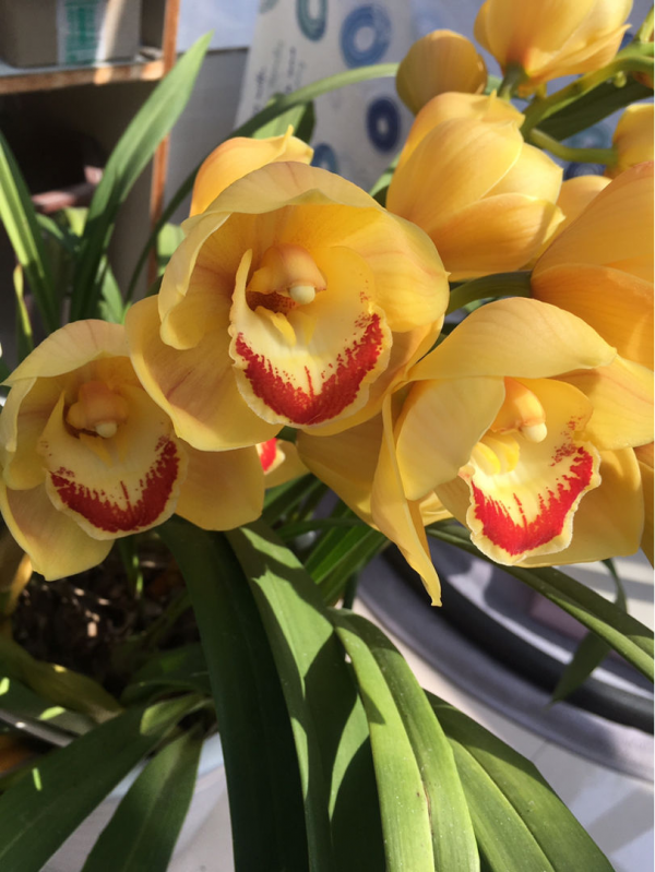 秋天常見的60種花，最全花卉圖譜，收藏起來慢慢看