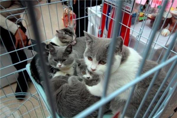 為什麼養過貓的人，都不建議養母貓呢？6個原因太戳心了