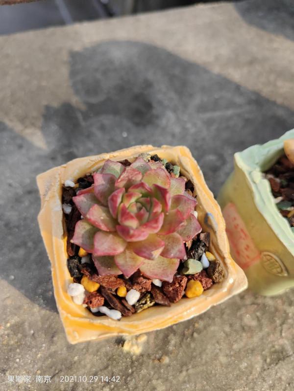 花園裡的月季在爭相開放