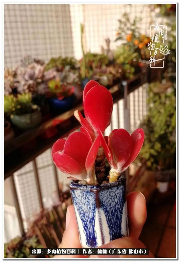 廣東的多肉陽臺:生命不息,折騰不止 廣東的多肉陽臺:生命不息,折騰不止