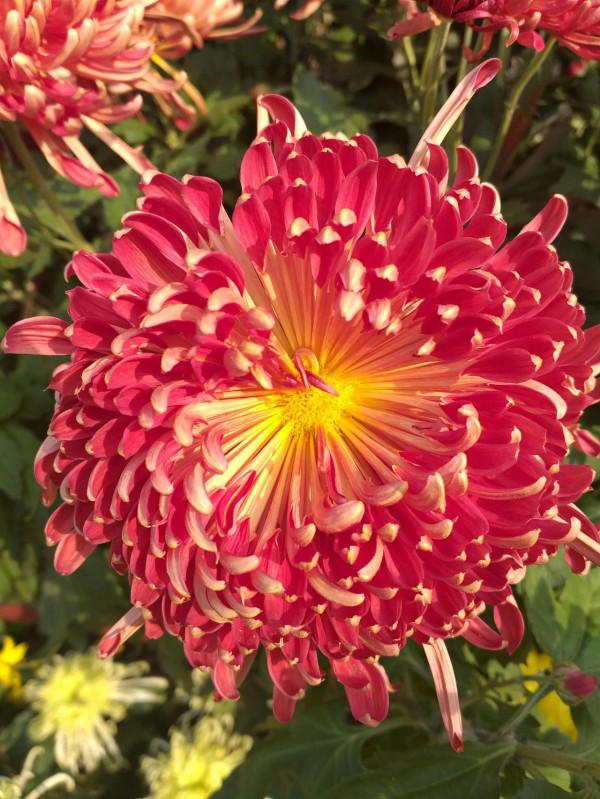 六歲就認識幾千個字的孩子好像不是家長教的 六歲就認識幾千個字的孩子好像不是家長教的