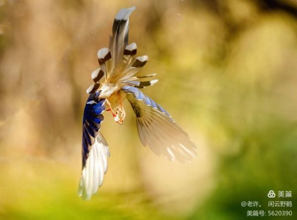 不為雞犬是戰狼，但看紅嘴藍鴉鵲