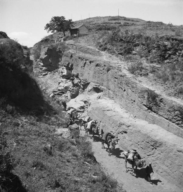 鬼子追捕抗聯戰士，卻不慎闖進熊瞎子窩，被啃死一半的人