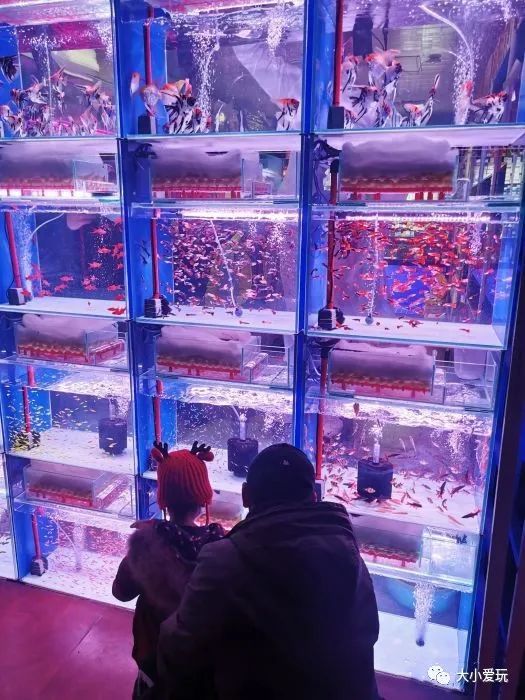 京城八大寶藏花市裡,藏著孩子最愛的植物園和水族館,冬日逛起來 京城八大寶藏花市裡,藏著孩子最愛的植物園和水族館,冬日逛起來