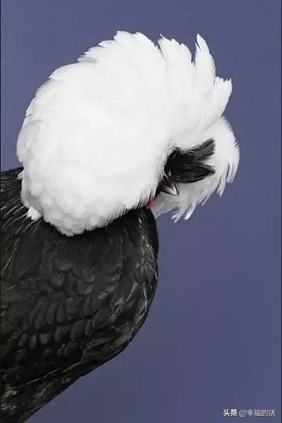 比孔雀還漂亮的雞！大開眼界