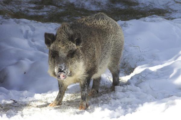 虎嘯 熊嗷 狼嚎 豹上樹，林海雪原為何這麼熱鬧？因為雪季到了
