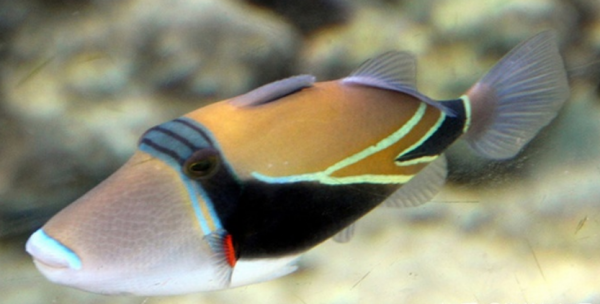 海邊有哪些看起來人畜無害,實際兇險萬分的動物?見到躲遠些 海邊有哪些看起來人畜無害,實際兇險萬分的動物?見到躲遠些