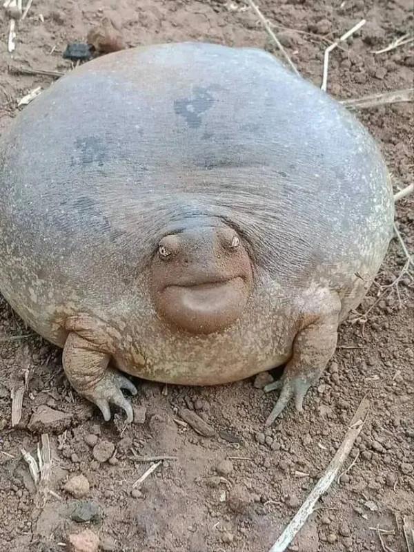 動物界奇趣瞬間抓拍，豐富多彩，異彩紛呈，難得一見，太驚豔了