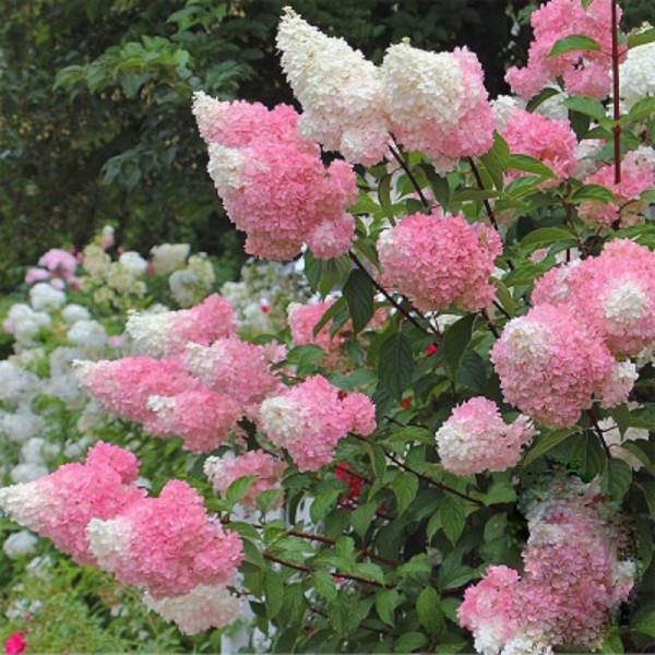 “27種”耐寒的花，好養不怕冷，低溫也能開花