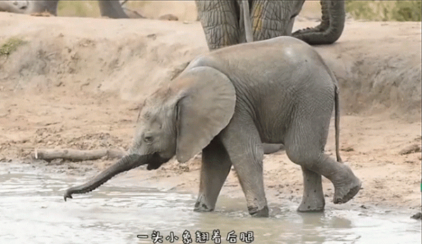 難得一見！40個另類的小象寶寶