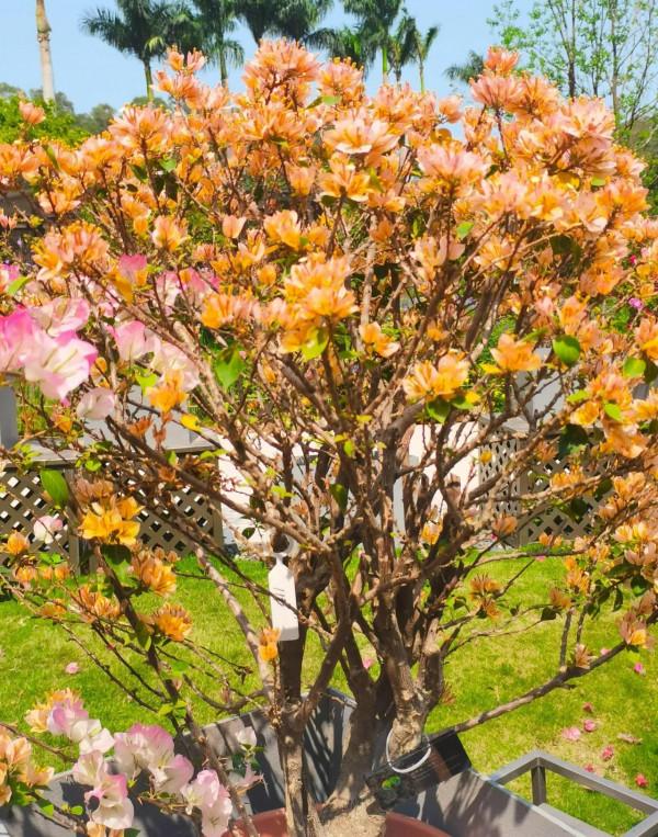 觀賞精品杜鵑 觀賞精品杜鵑