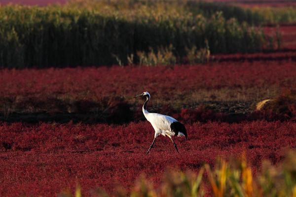 遼寧除了瀋陽大連，最有發展潛力的是這三座城，有你的家鄉嗎？
