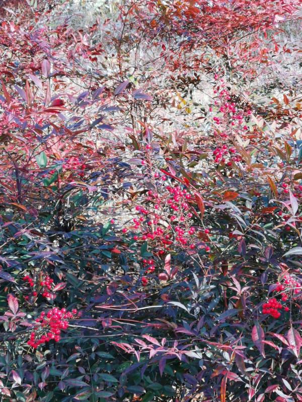 美啦美啦美啦，愛啦愛啦愛啦——第n次遊西山漾