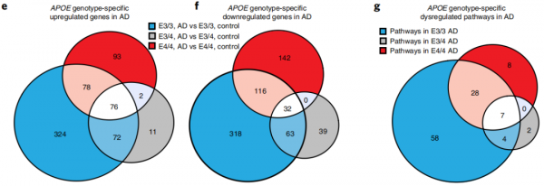 《自然》子刊：阿爾茨海默病的解答早已出現？老藥布美他尼可以逆轉AD相關神經元轉錄組特徵和表現，與患AD風險最高降低75%有關