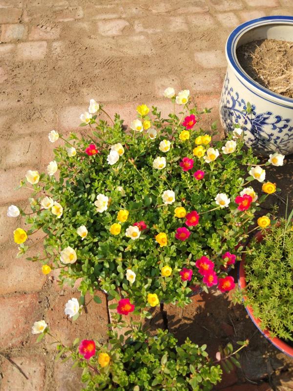 夏天養護5種花，大太陽下也別躲，越曬越爆盆