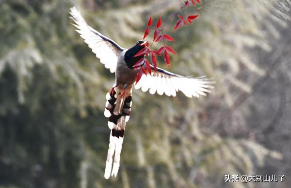 抓拍紅嘴藍鵲飛行