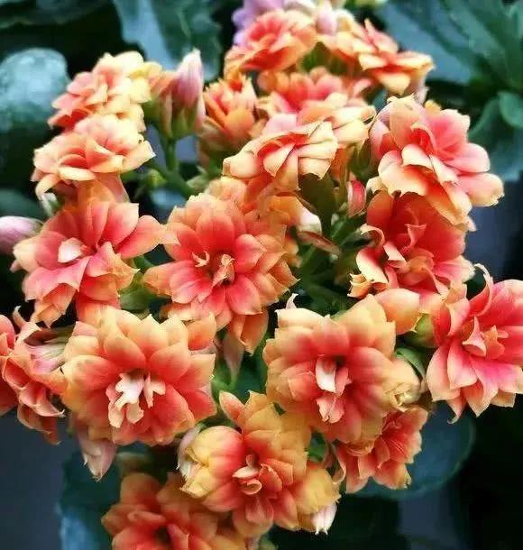 昨夜東風送小花，今朝春色樂全家