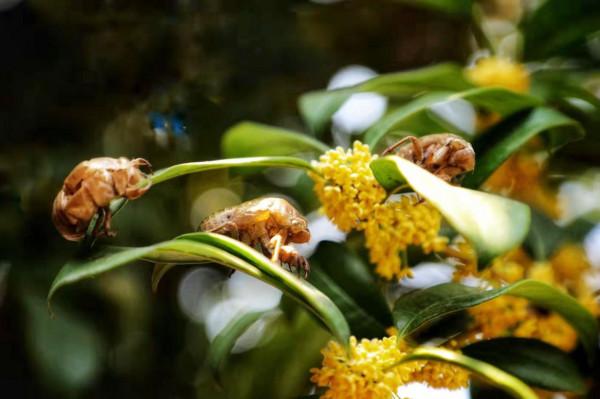 真香！滿城桂花開