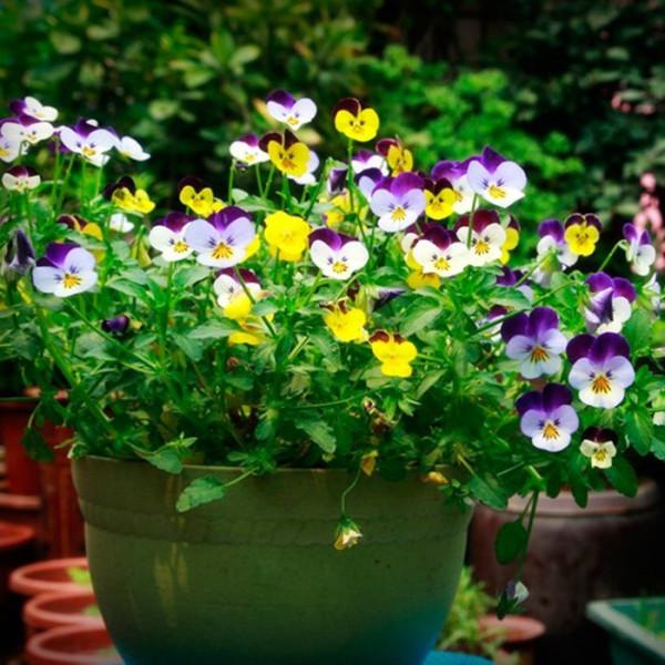 9種漂亮花,越冷越要曬太陽,控水薄肥,才能開得“奼紫嫣紅” 9種漂亮花,越冷越要曬太陽,控水薄肥,才能開得“奼紫嫣紅”