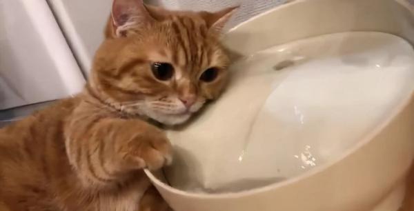 日本網友分享自家貓咪洗臉的照片，又萌又好笑，治癒不開心