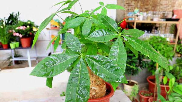 5種花，懂花的人不在家裡養，會被嘲笑“沒品位”