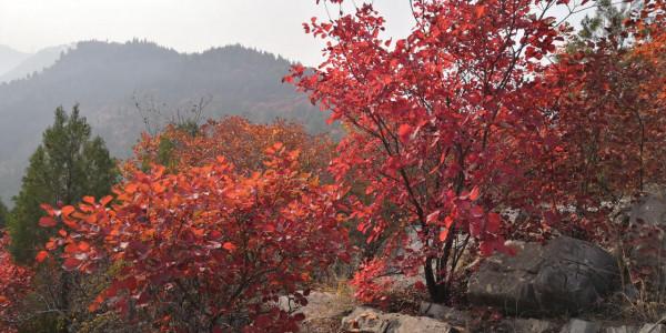 紅葉集之六——醉臥紅塵