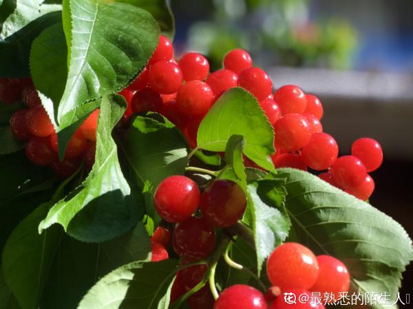 手把手教你櫻桃盆栽養殖,完成5步養護,果實紅似寶石 手把手教你櫻桃盆栽養殖,完成5步養護,果實紅似寶石