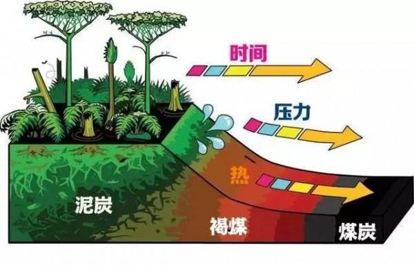 百米厚的煤層是如何形成的?遠古時期有那麼多的植物嗎? 百米厚的煤層是如何形成的?遠古時期有那麼多的植物嗎?