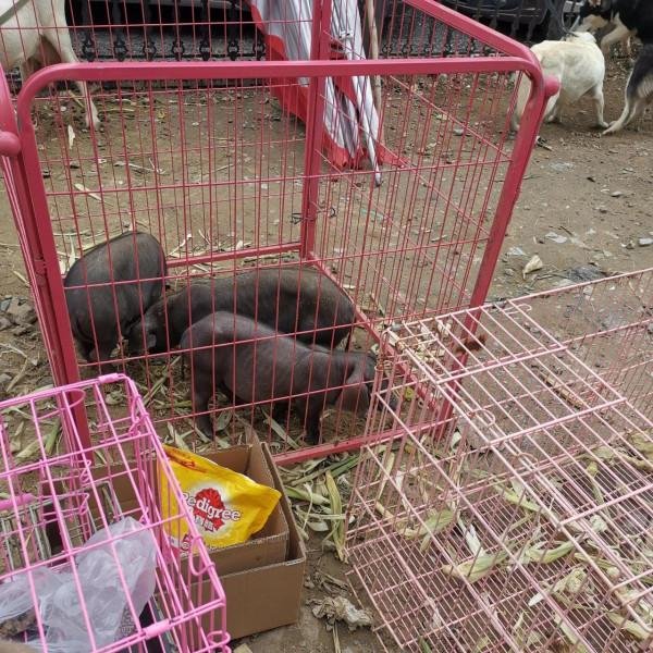 看圖逛街，各種小寵物及珠串