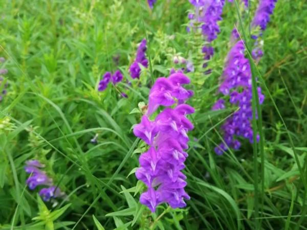 【FENG聞】創森 | 誰說夏天沒有花 帶你去蓮花池看花 【FENG聞】創森 | 誰說夏天沒有花 帶你去蓮花池看花